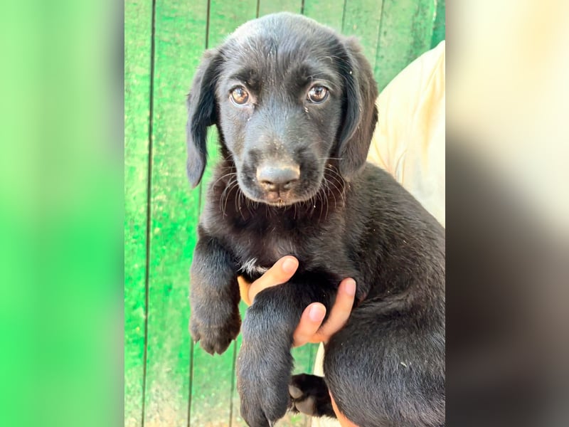 Mabel, geboren 04.05.2026, 26cm sucht ihre Menschen