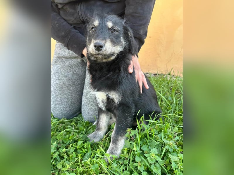 Timon, geb. 12.2025, 35cm sucht seine Abenteurer
