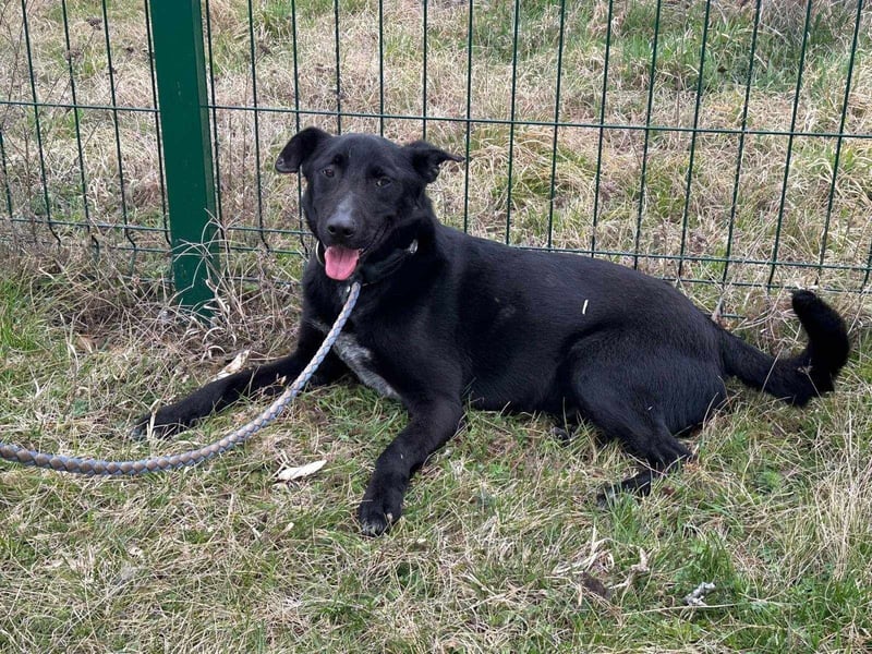 Rico, geboren 15.11.2020, 42cm sucht seine Menschen