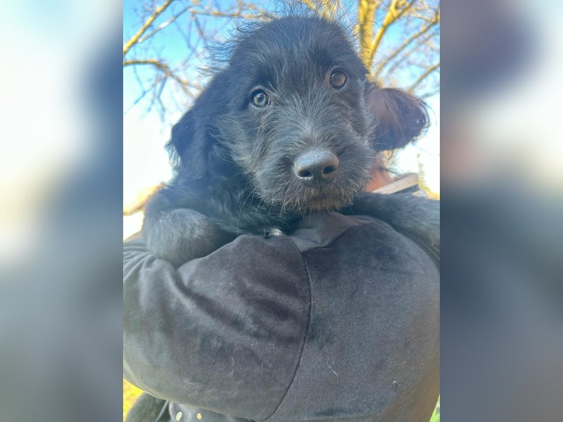 Tommy, geboren 11.12.2025, 36cm sucht sein Plätzchen
