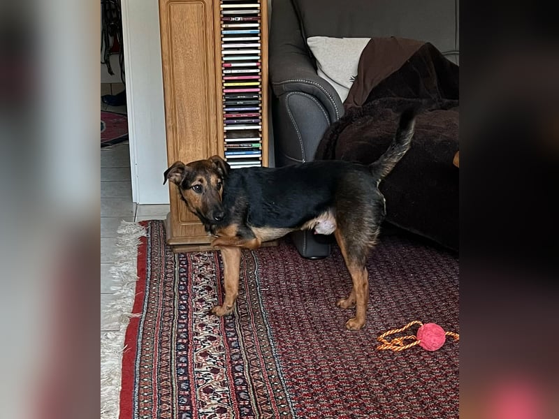 Marko, geboren 26.06.2025, 40cm sucht neues Zuhause