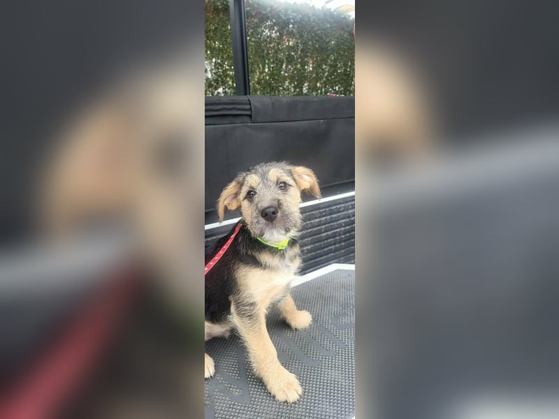 Bradley, geboren 19.10.2025, 32cm sucht sein Zuhause