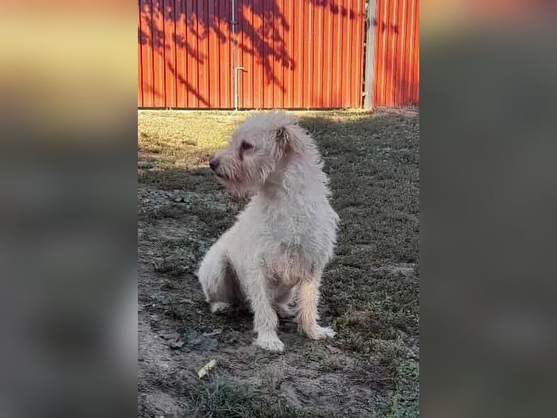 Fredi, 1,5 Jahre, 35cm sucht sein Körbchen