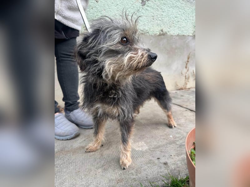 Lola, 5 Jahre, 32cm sucht ihr Plätzchen