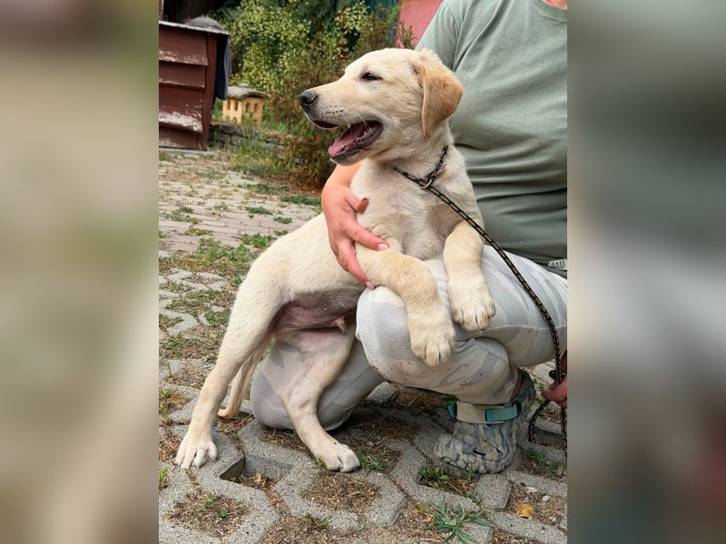 Maximus, geboren 13.03.2026, 39cm sucht sein Körbchen