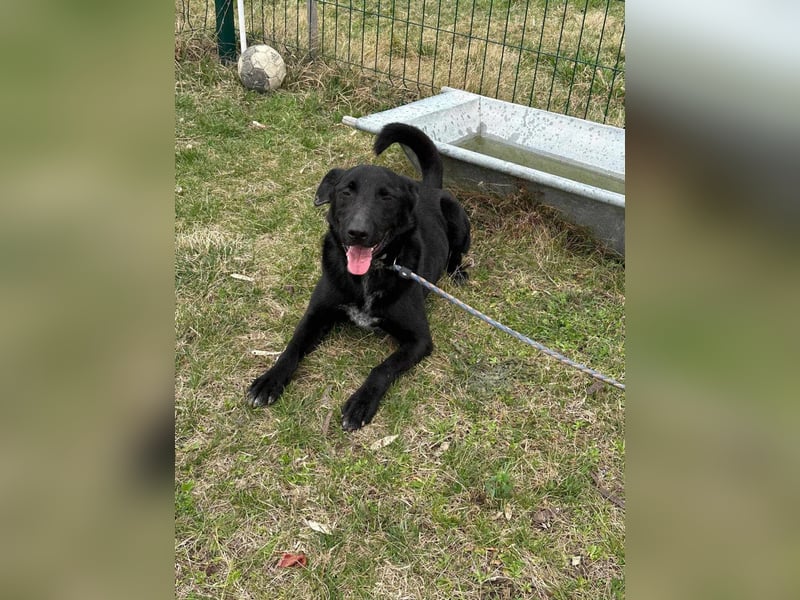 Rico, geboren 15.11.2020, 42cm sucht seine Menschen