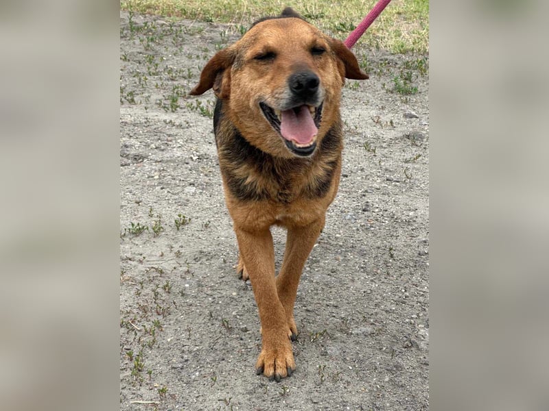 Tobi, geboren 01.04.2020, 40cm sucht sein Körbchen