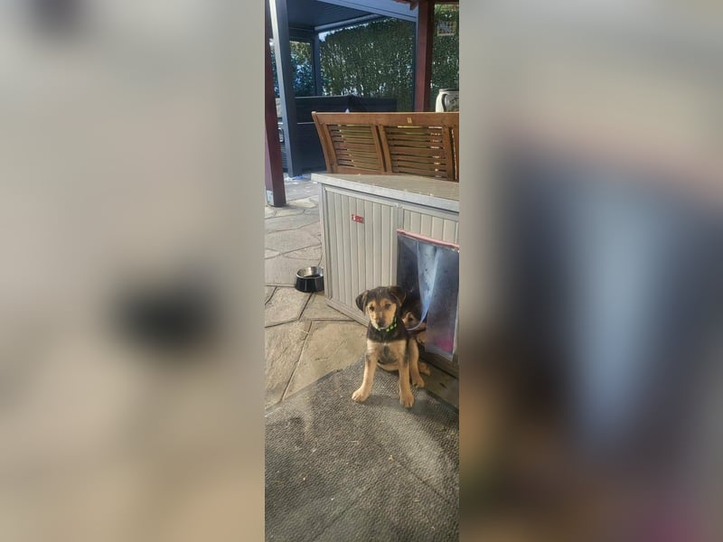 Cooper, geboren 19.10.2025, 33cm sucht seine Menschen