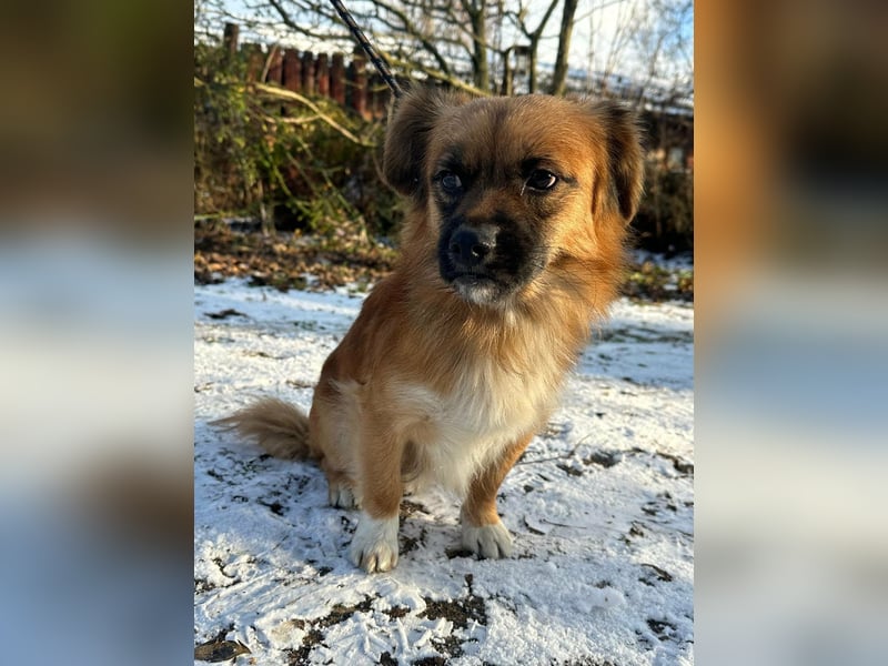 Leo, geboren 12.05.2023, 31cm sucht sein Glück