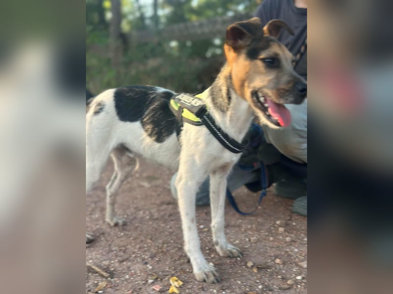 Zümi, geboren 10.12.2024, 40cm sucht seine Menschen