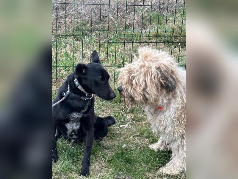 Rico, geboren 15.11.2020, 42cm sucht seine Menschen