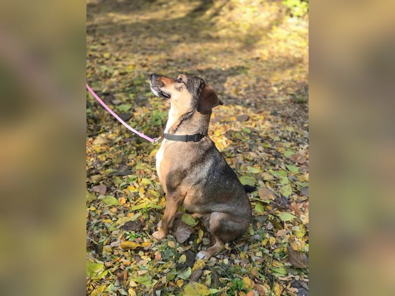 Pircsi, 2 Jahre, 42cm sucht erfahrene Hände