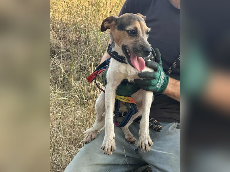 Zümi, geboren 10.12.2024, 40cm sucht seine Menschen