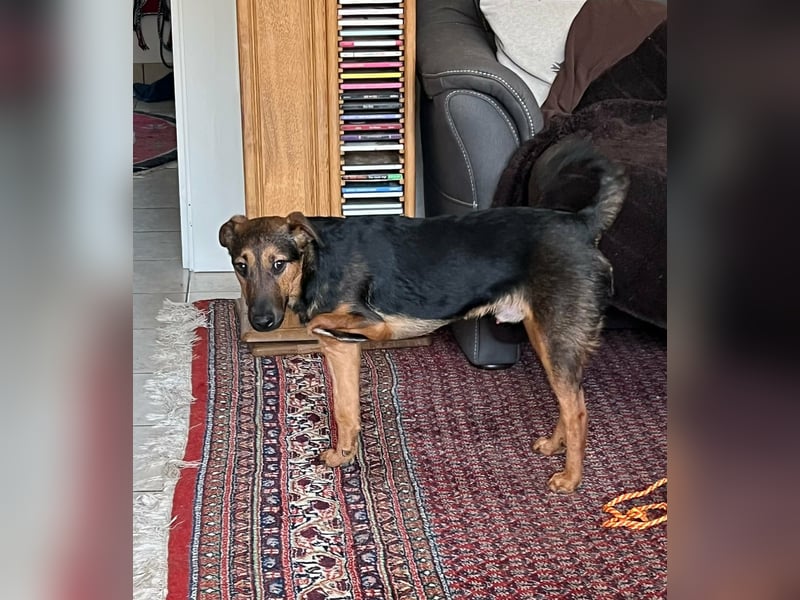 Marko, geboren 26.06.2025, 40cm sucht neues Zuhause