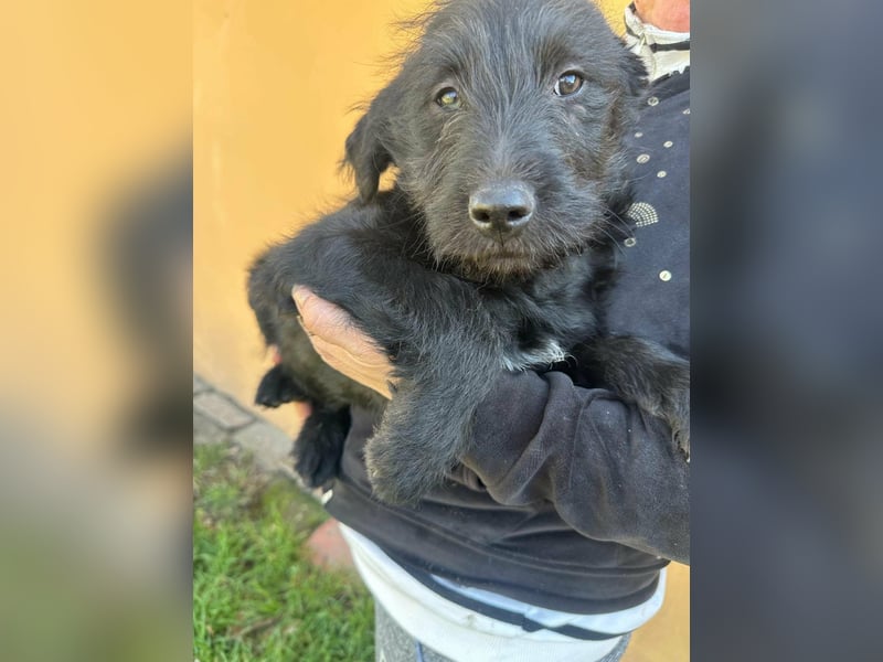 Tommy, geb. 12.2025, 36cm sucht sein Körbchen