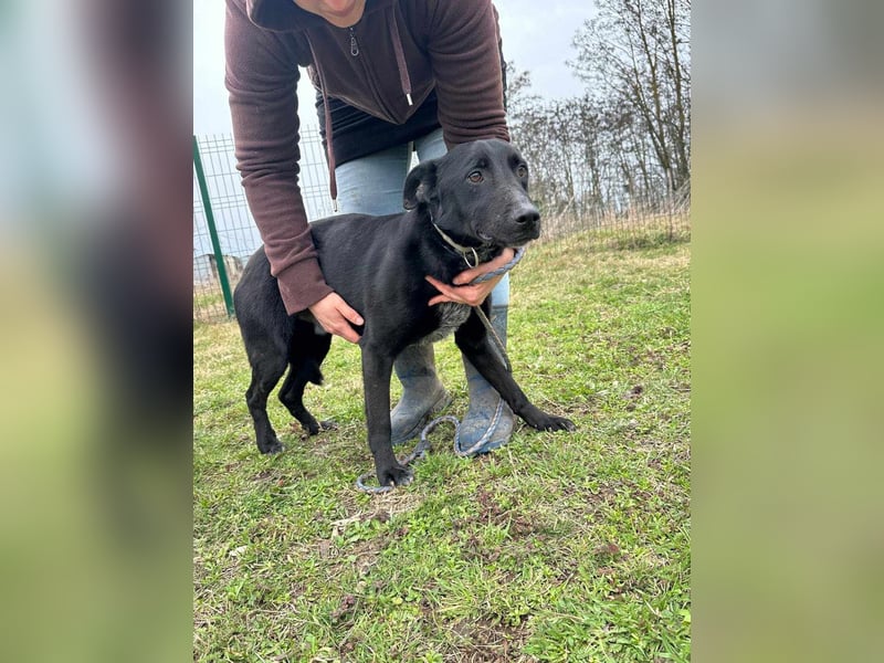 Rico, geboren 15.11.2020, 42cm sucht seine Menschen