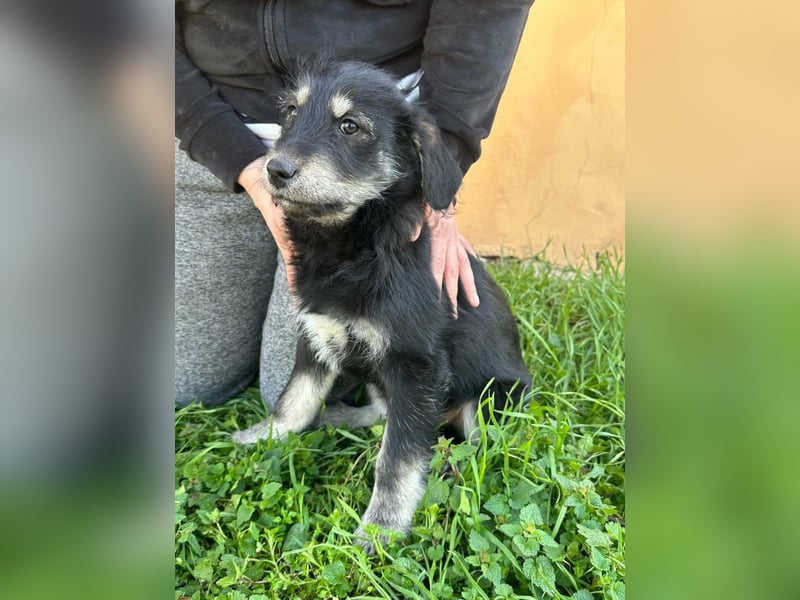 Timon, geb. 12.2025, 35cm sucht seine Abenteurer