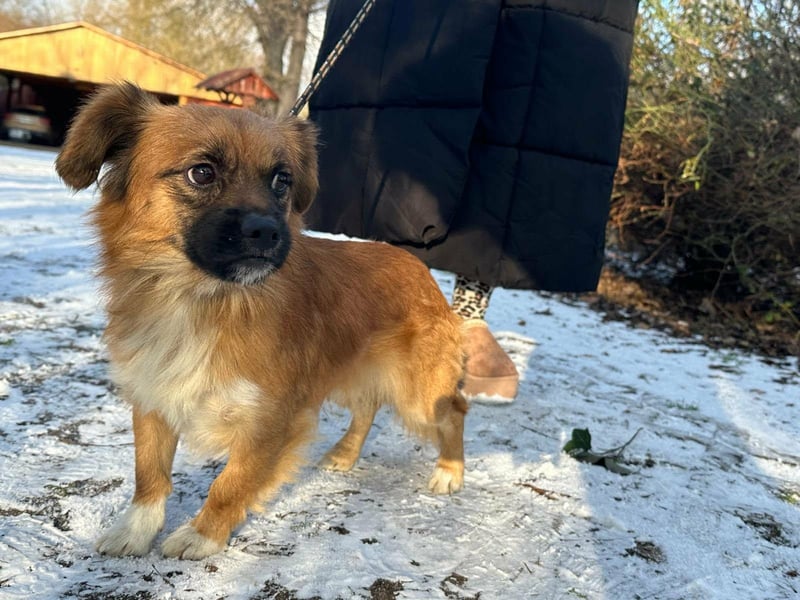 Leo, geboren 12.05.2023, 31cm sucht sein Glück