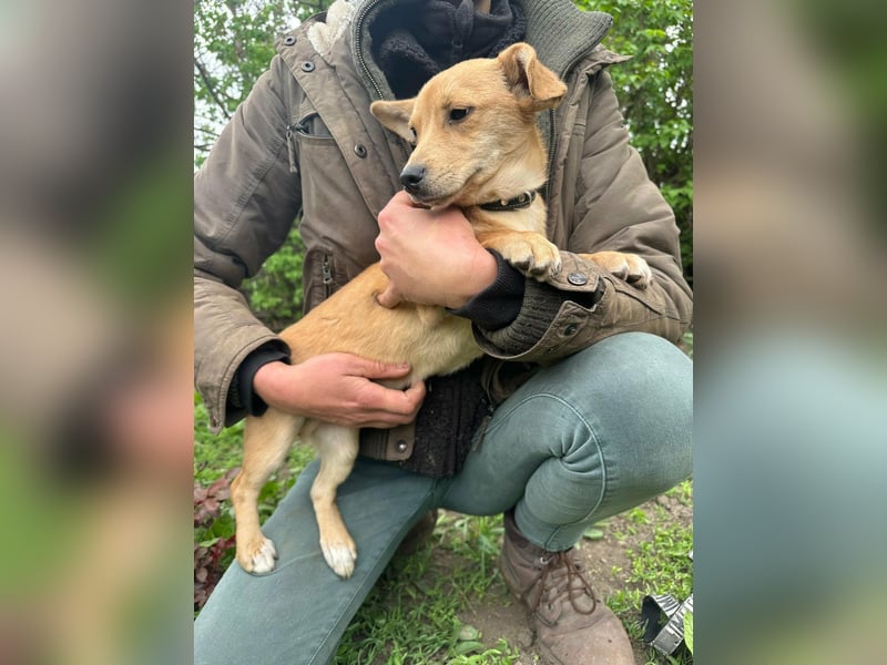 Yoda, geboren 13.01.2026, 26cm sucht sein Zuhause