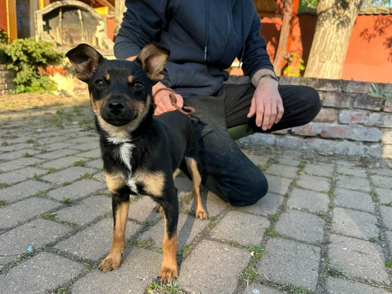 Tina, geb. 01.2026, 32cm sucht ihre Menschen für Abenteuer