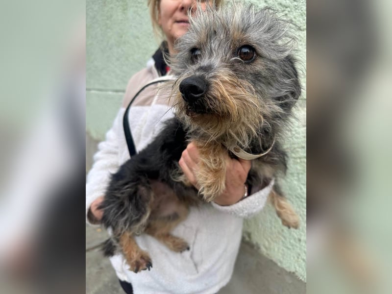 Lola, 5 Jahre, 32cm sucht ihr Plätzchen