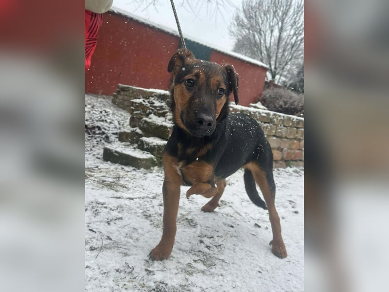 Marko, geboren 26.06.2025, 40cm sucht tierliebe Menschen