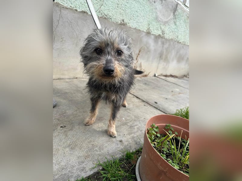 Lola, 5 Jahre, 32cm sucht ihr Plätzchen