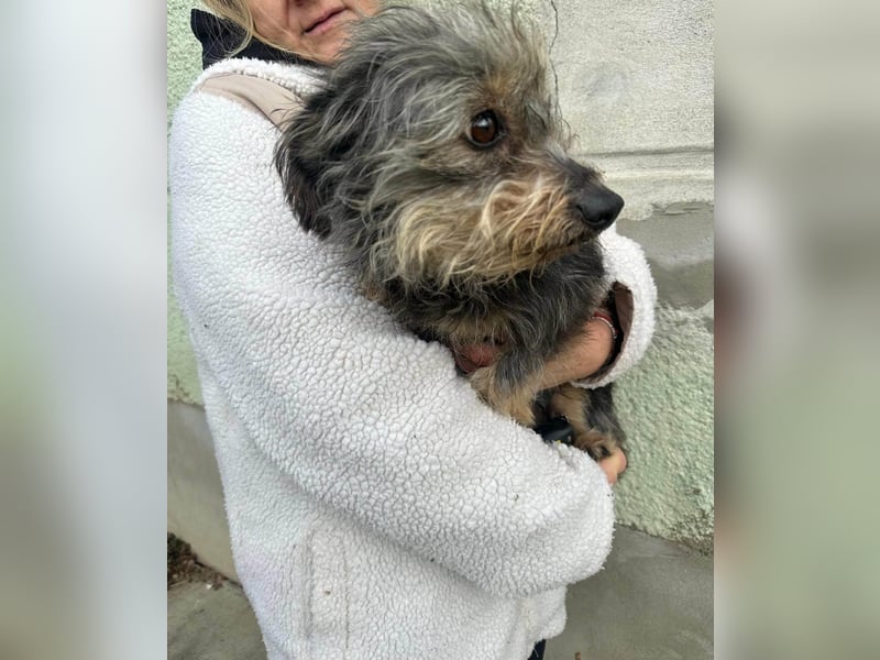 Lola, 5 Jahre, 32cm sucht ihr Plätzchen