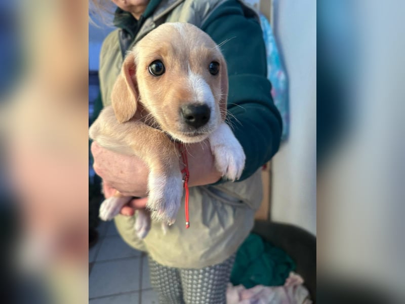 Darla, geboren 10.11.2025, 24cm sucht ihr Zuhause