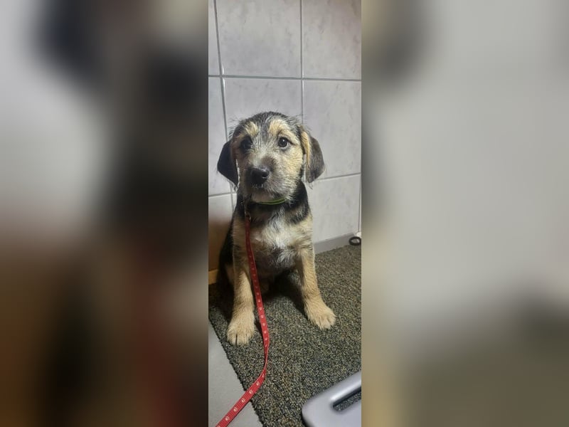 Bradley, geboren 19.10.2025, 32cm sucht sein Zuhause