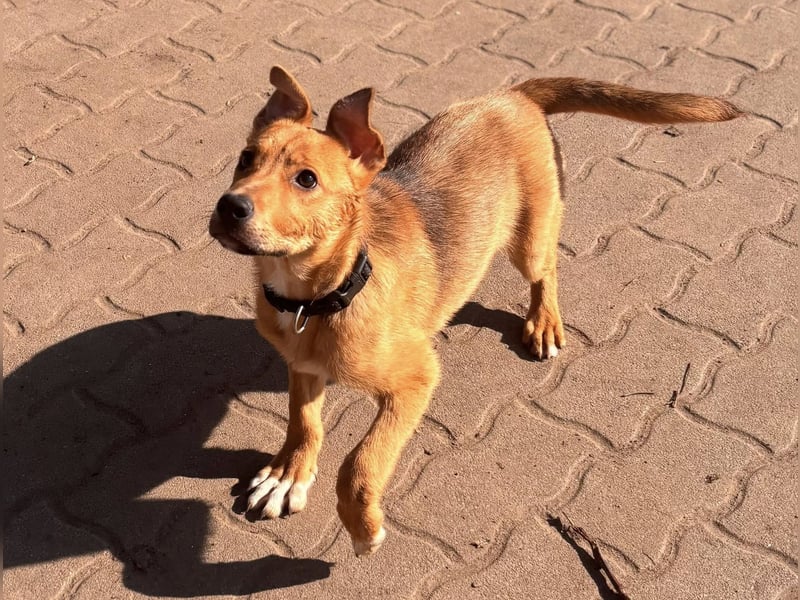 Koda, geboren 01.11.2025, 35cm sucht sein Körbchen