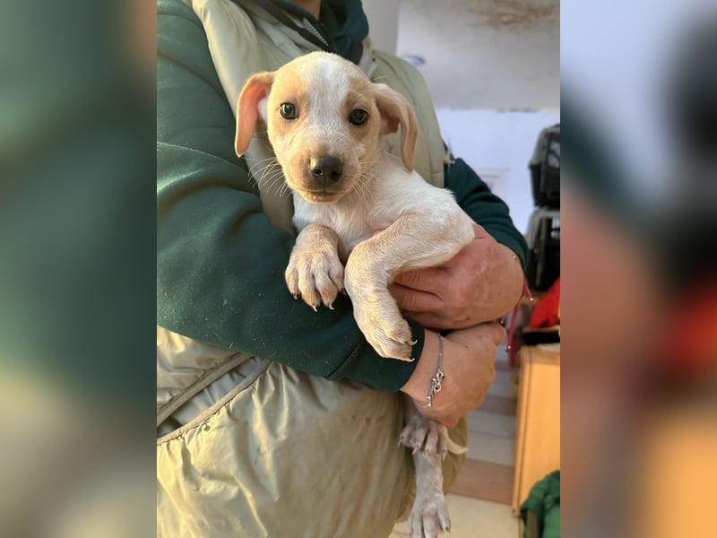 Dumbo, geboren 10.11.2025, 26cm sucht seine Menschen