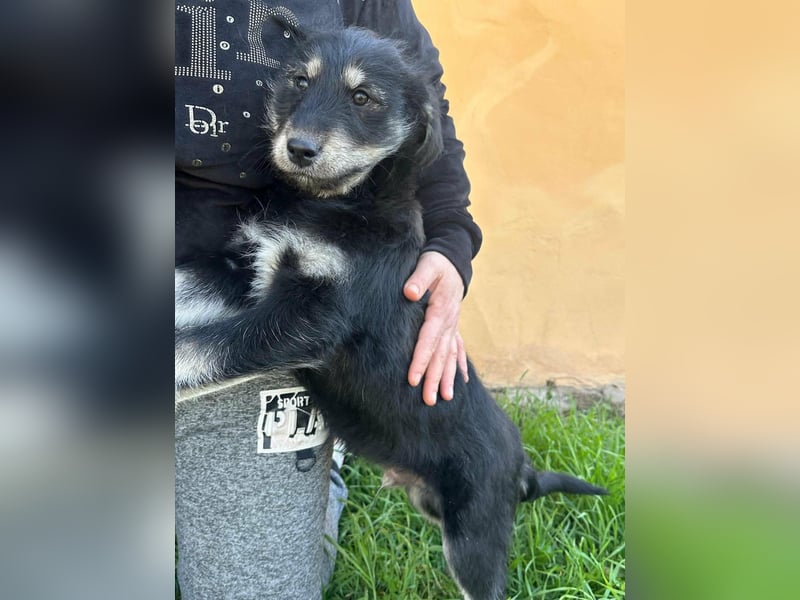 Timon, geb. 12.2025, 35cm sucht seine Abenteurer