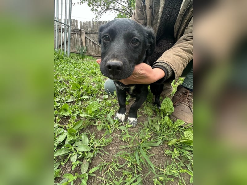 Jack, geboren 03.01.2026, 31cm sucht seine Menschen