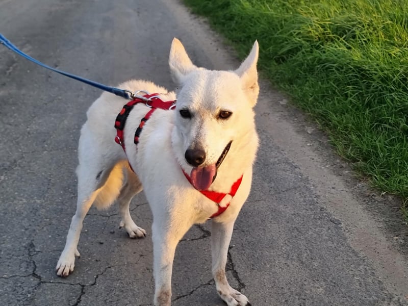 Kokusz, geb. 01.05.2021, 49 cm, wartet auf schon so lange auf ihr Glück (Pflegestelle Deutschland)