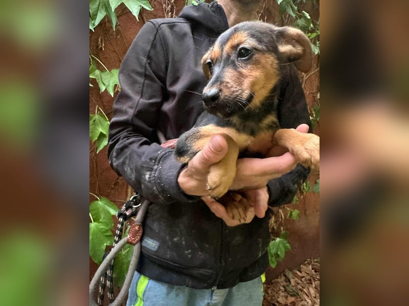 Saki, geboren 26.06.2025, 38cm sucht ihren Platz