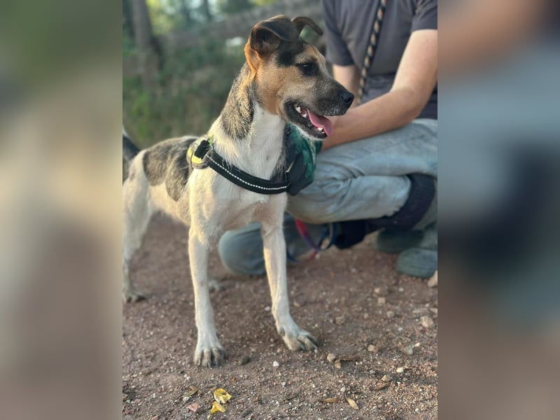 Zümi, geboren 10.12.2024, 40cm sucht seine Menschen