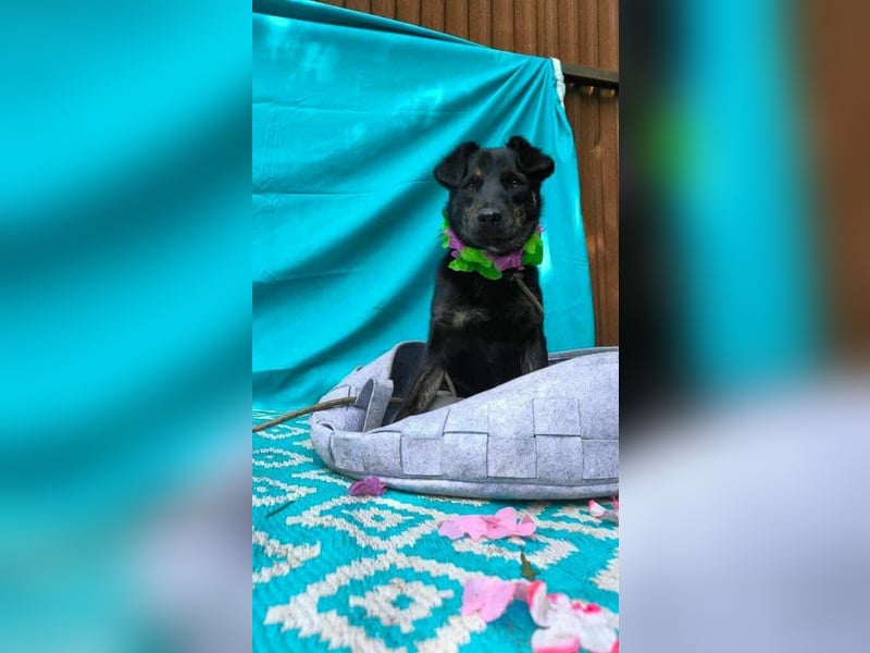 Austin, 2 Jahre sucht sein Körbchen