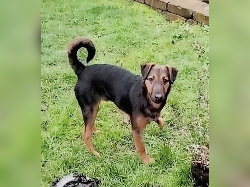Marko, geboren 26.06.2025, 40cm sucht tierliebe Menschen (Pflegestelle Deutschland)