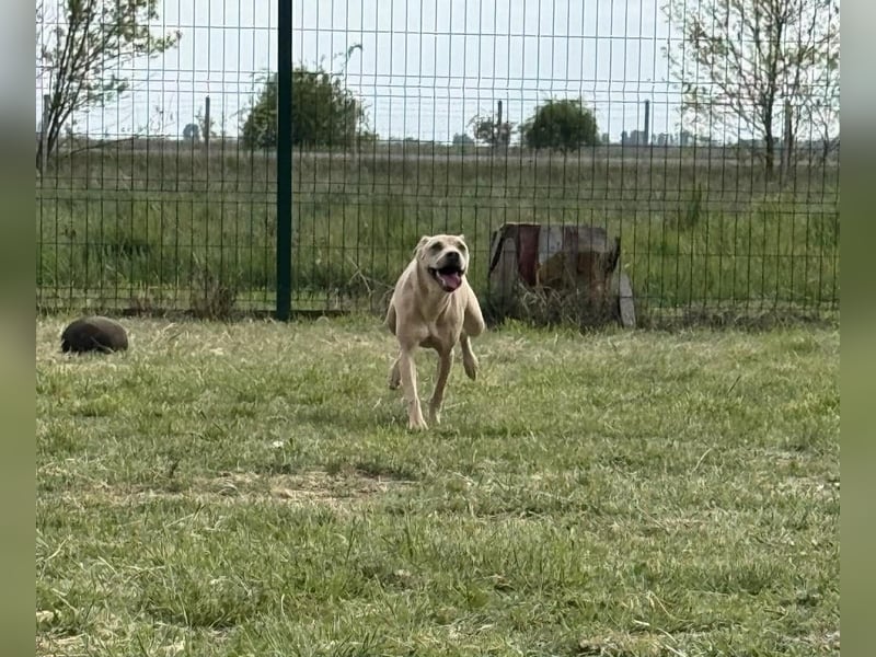 Bori, geboren 20.09.2025, 37cm sucht ihr Traumzuhause