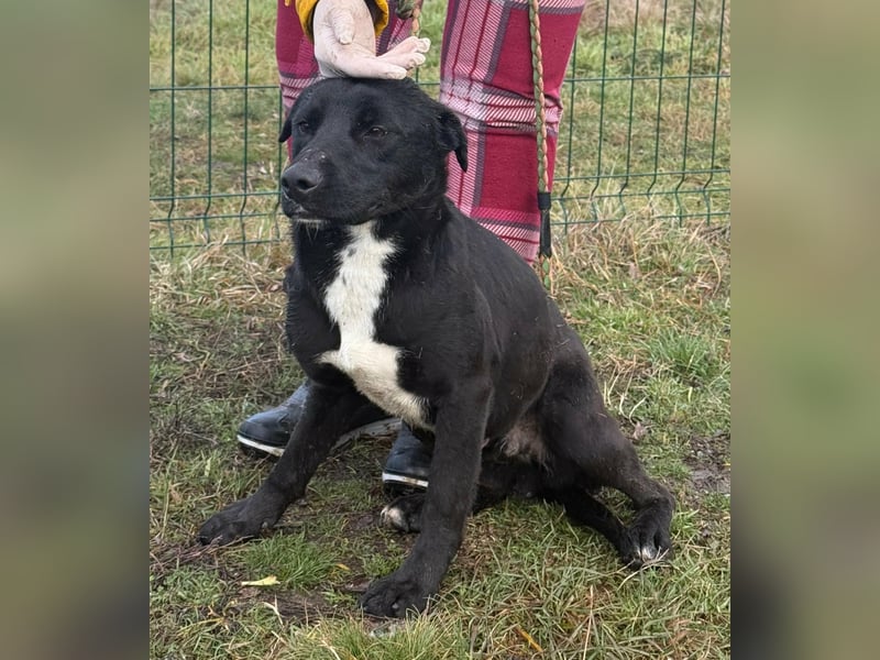 Anton, geboren 25.12.2024, 42cm sucht seine Menschen