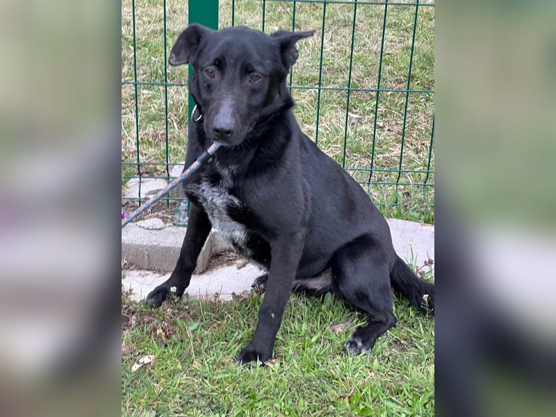 Rico, geboren 15.11.2020, 42cm sucht seine Menschen