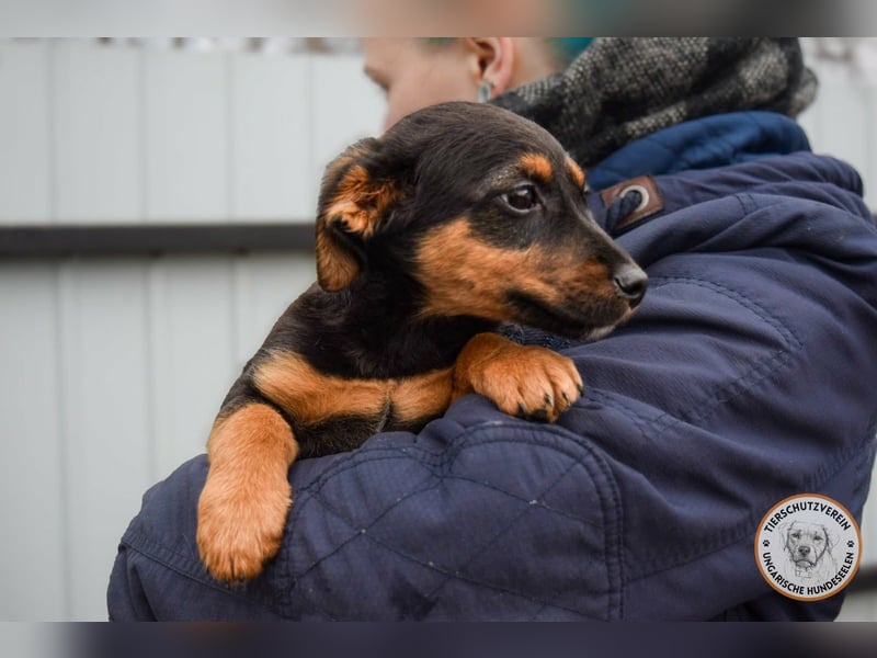 Dodo, geboren 11.2025, 23cm sucht seinen Platz