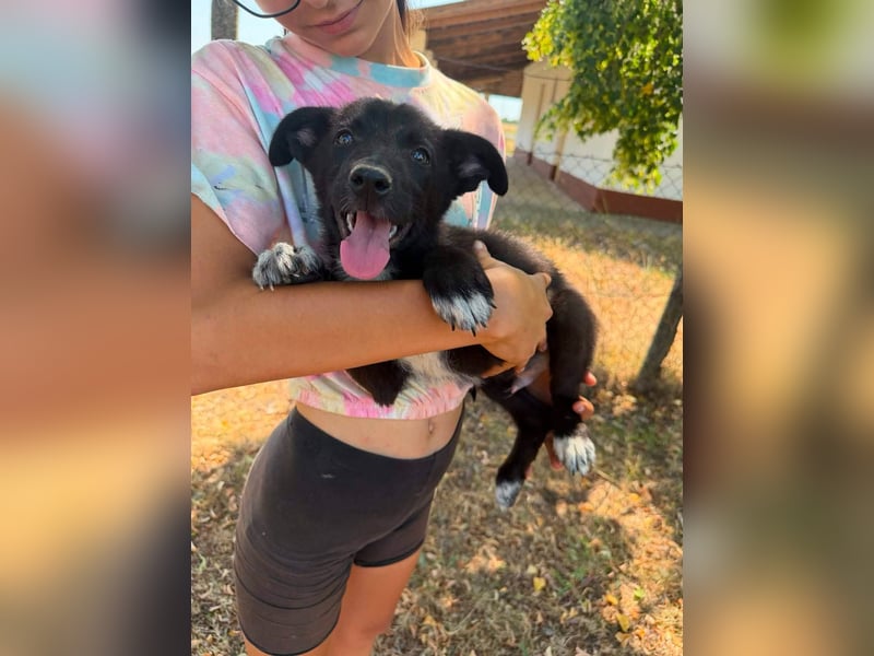 Danny, geboren 25.05.2026, 29cm sucht seine Menschen