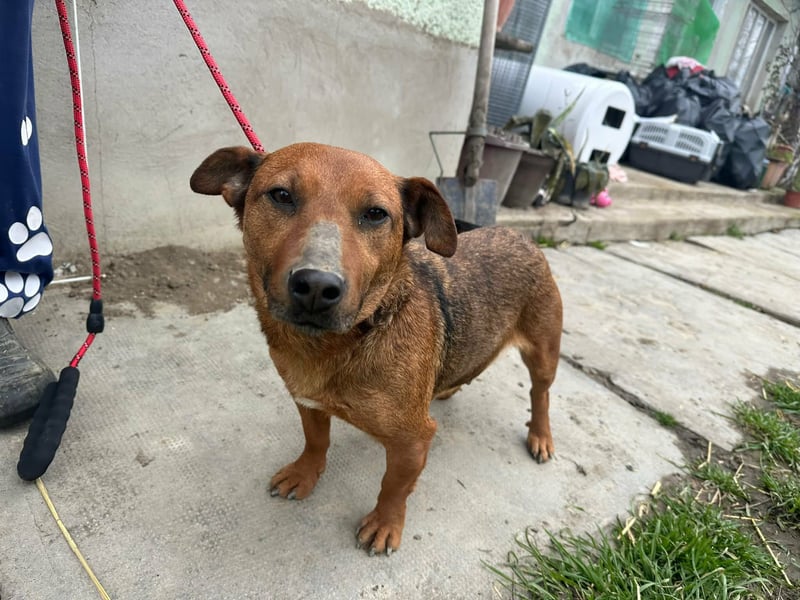 Paloma, geboren 01.10.2019, 34cm sucht ihre Menschen