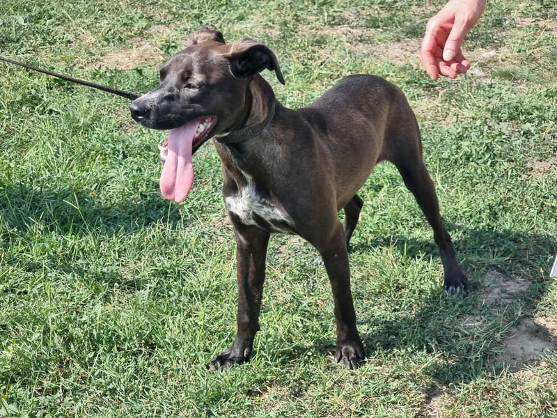 Hailey, geboren 25.01.2025, 39cm sucht aktives Zuhause