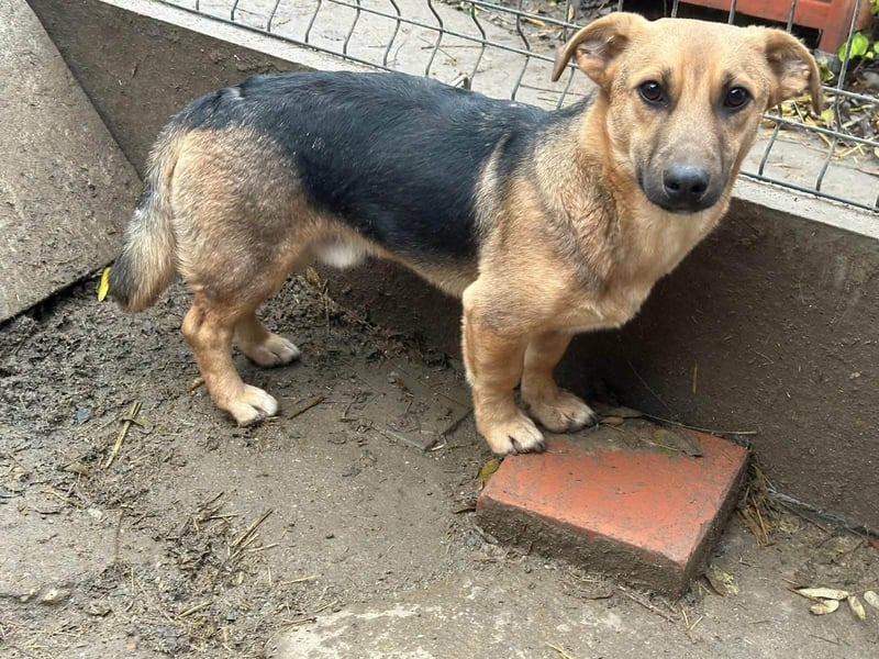 Marwin, geboren 01.04.2025, 40cm sucht sicheres Zuhause