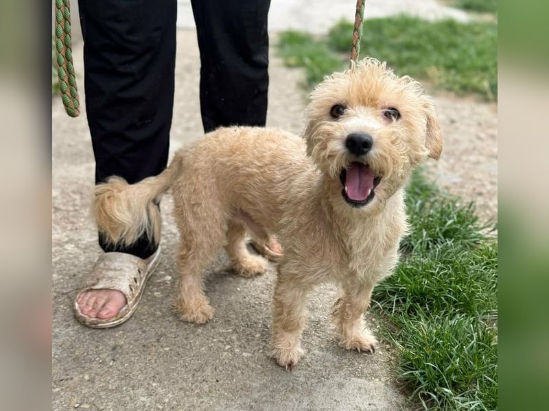 Shaggy, geboren 01.06.2025, 33cm sucht sein Für-Immer-Zuhause