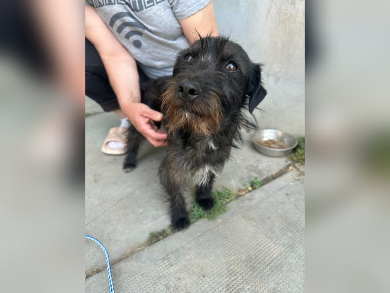 Pixie, geboren 02.11.2025, 33cm sucht ihr Zuhause