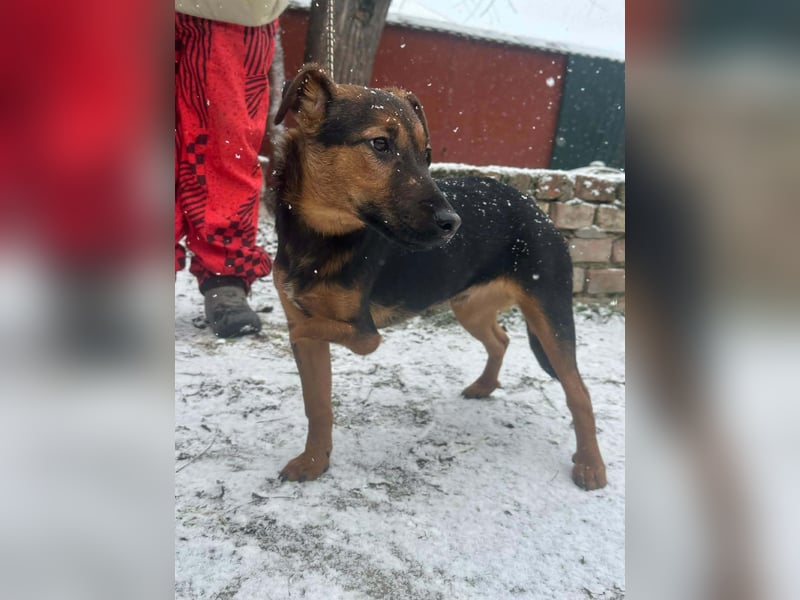 Marko, geboren 26.06.2025, 40cm sucht tierliebe Menschen